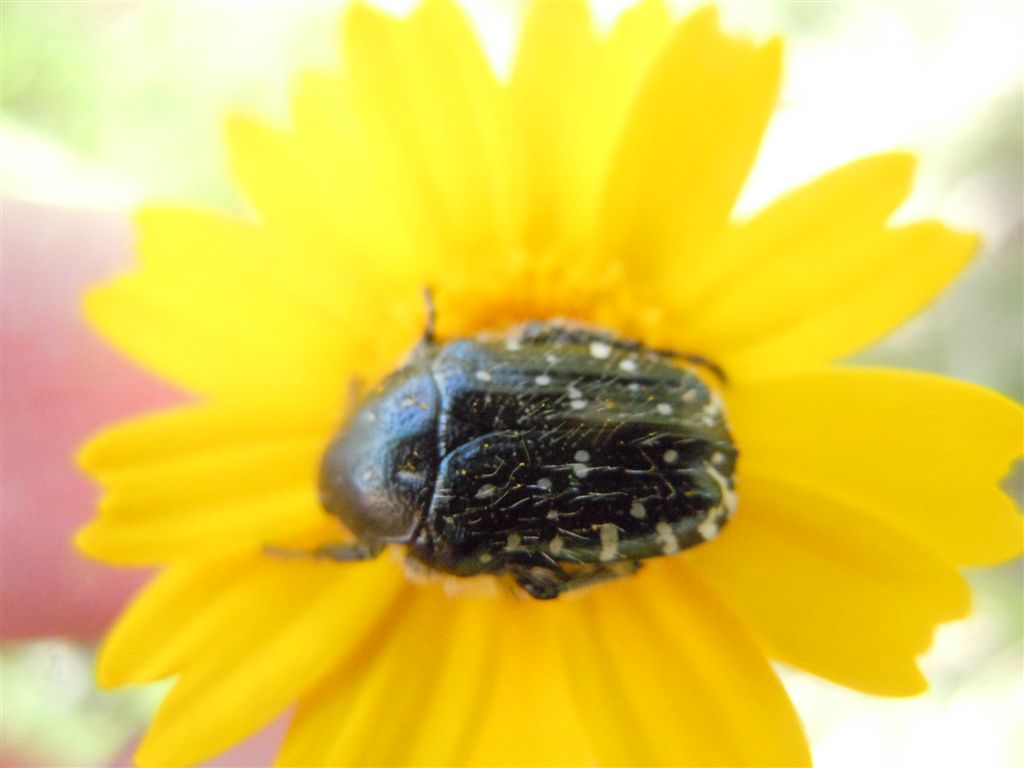 Folla al mercato dei fiori (Oxythirea e Halictidae)